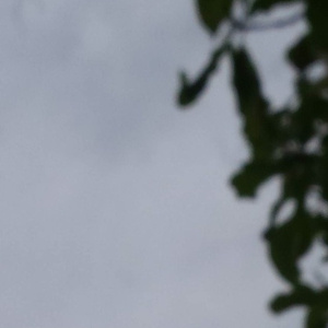 日本男人吮乳吃奶A片免费
